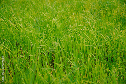 Yellow green rice plants in rice fields in Thailand. Paddy is processed into rice, the staple food of Thailand.