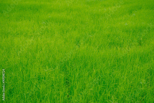 Green rice plants in rice fields in Thailand. Paddy is processed into rice, the staple food of Thailand.