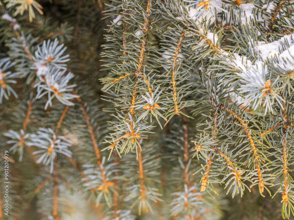 Green fir branches in winter covered with snow
