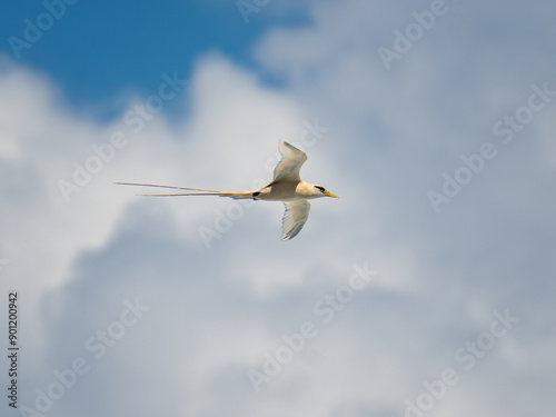 The white-tailed tropicbird or yellow-billed tropicbird is a tropicbird that can be found in Lombok, certain region in Indonesia and the island of Australia. photo