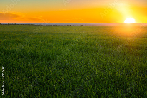 landscape of green field at sunset, agriculture nature background and eco-friendly farming