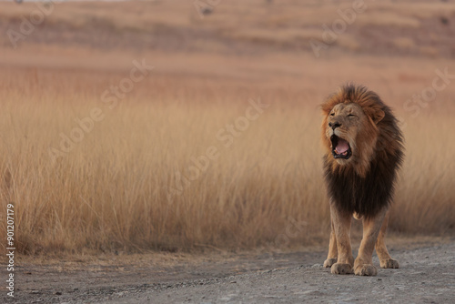 Schilderij op canvas The King