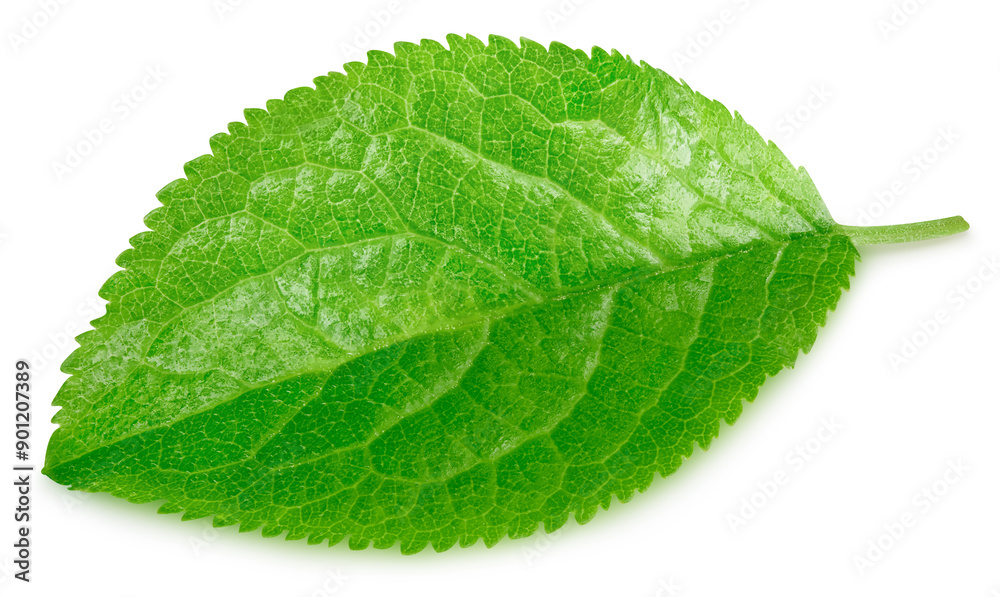 Fototapeta premium Plum leaf isolated on white background