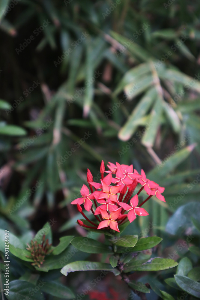 Red ixora flower growing home garden stock photography Red ixora flower growing home garden stock photography