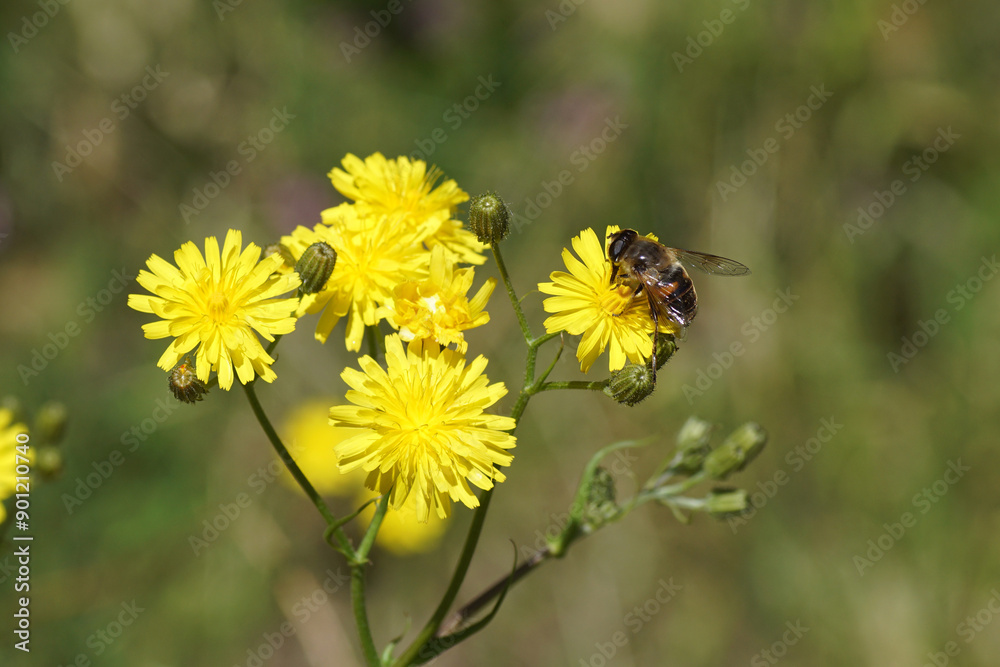 Common drone fly Eristalis tenax, family Syrphidae on yellow flowering rough hawksbeard (Crepis biennis). Summer, July, Netherlands Common drone fly Eristalis tenax, family Syrphidae on yellow flowering rough hawksbeard (Crepis biennis). Summer, July, Netherlands