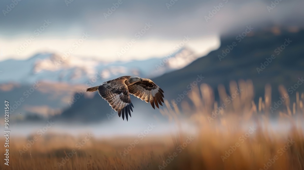 Fototapeta premium Soaring through a misty highland valley, an eagle’s majestic wings cut through the fog and low clouds.