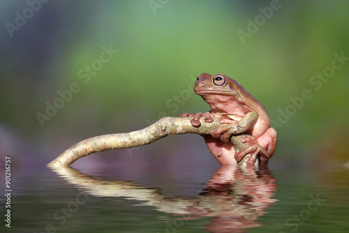 Frogs Hanging in trees photo
