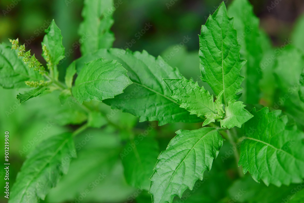 Holy basil leaves in the vegetable garden Holy basil leaves in the vegetable garden