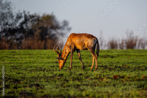 Red hartebeest grazing on grass photo