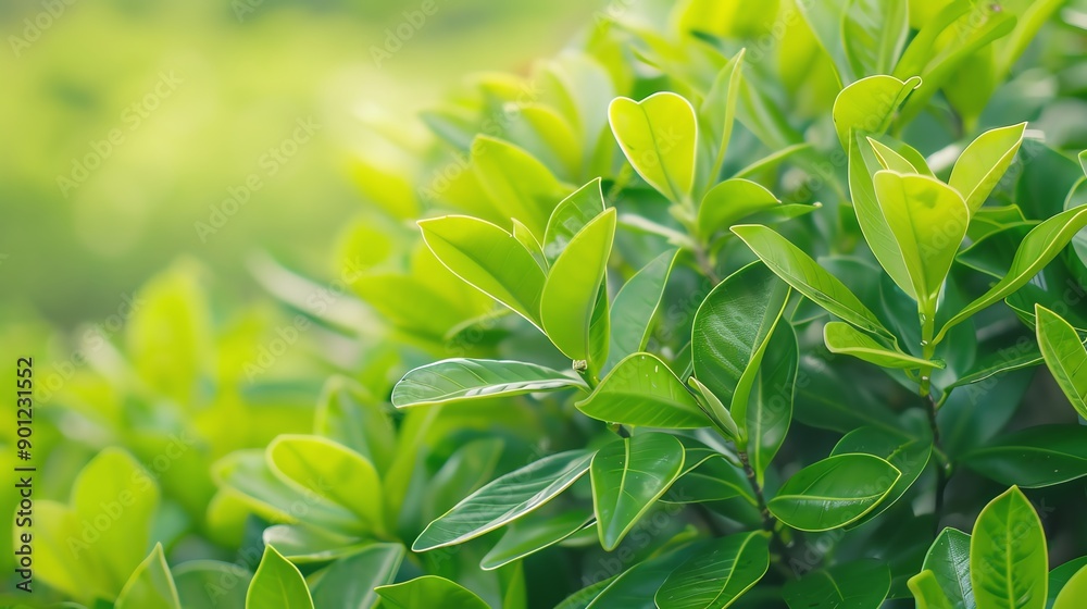 Obraz premium Vibrant green leaves in a soft sunlight, representing freshness and nature. Perfect for outdoor and botanical themes.