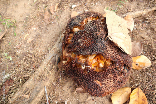 A rotten jackfruit sock image photo