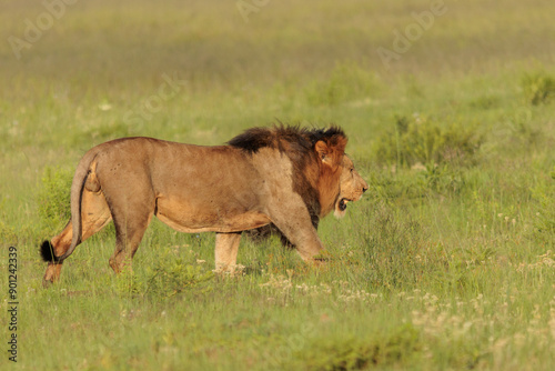 The King