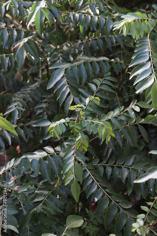 Obraz premium Curry leaves plant pattern stock photography