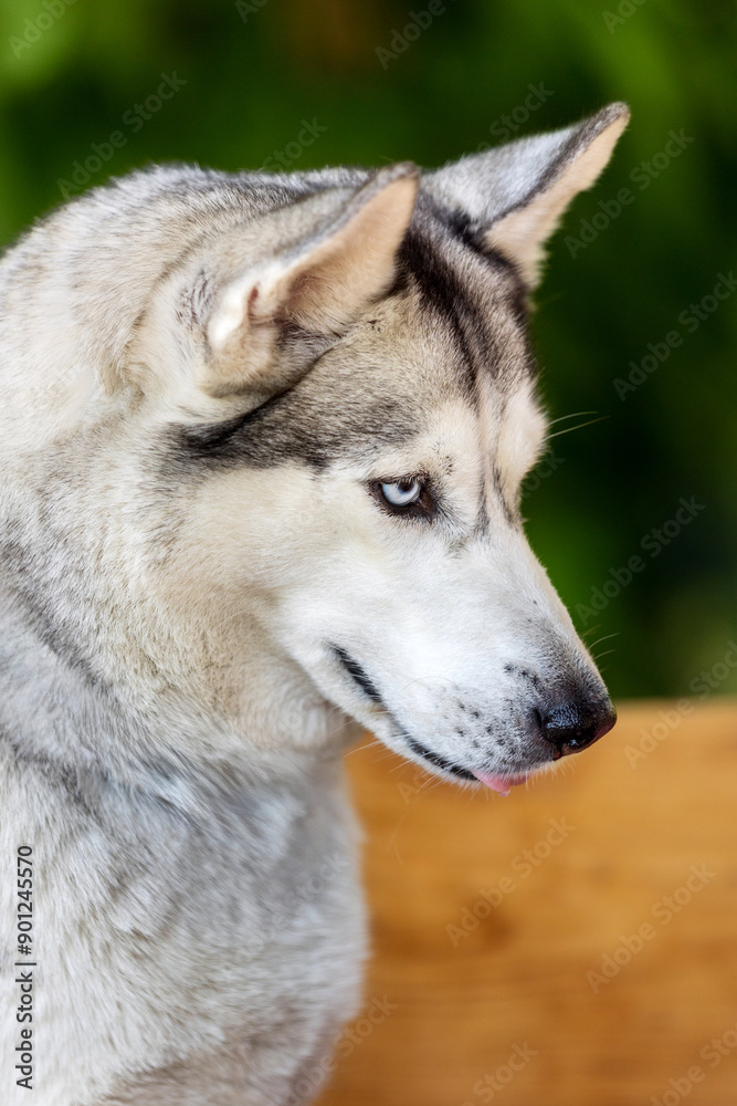 Husky dog close-up head portrait, summer Husky dog close-up head portrait, summer
