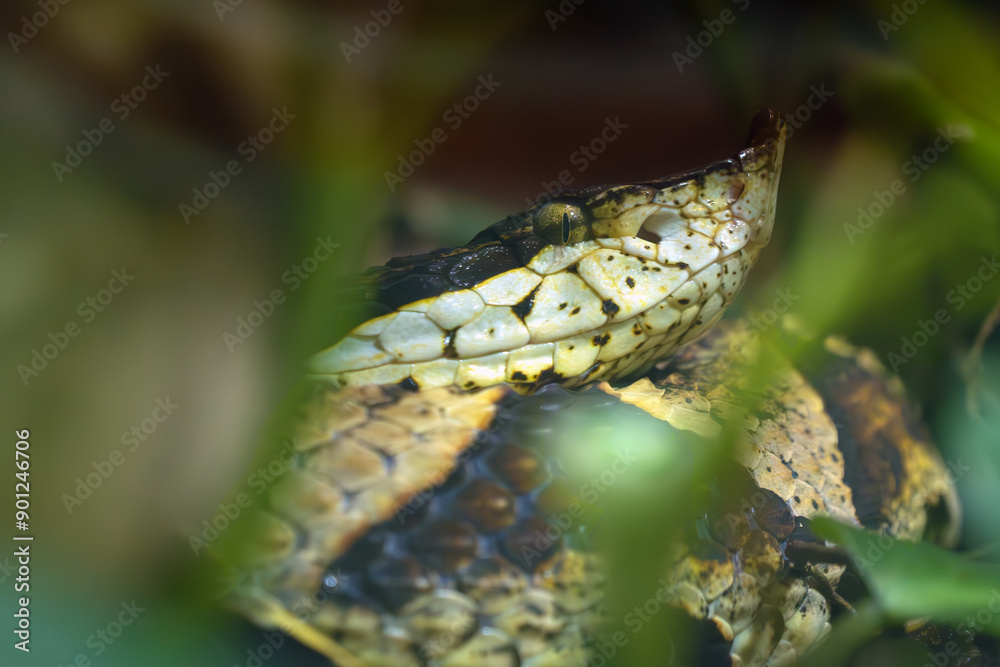 Obraz premium Sharp-nosed viper (Deinagkistrodon acutus), portrait of the venomous pit viper species.