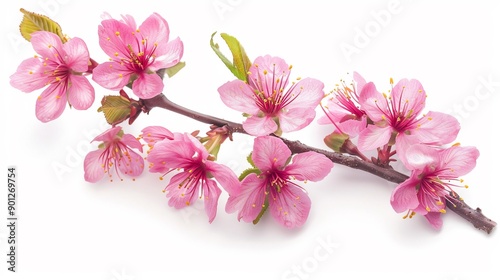 Delicate Pink Cherry Blossom Branch © Lisa_Art
