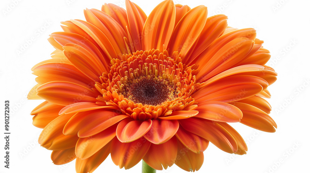 orange gerbera daisy, capturing vibrant petals and central disk