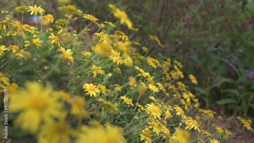 Dahlberg daisy, golden fleece flower in the garden photo