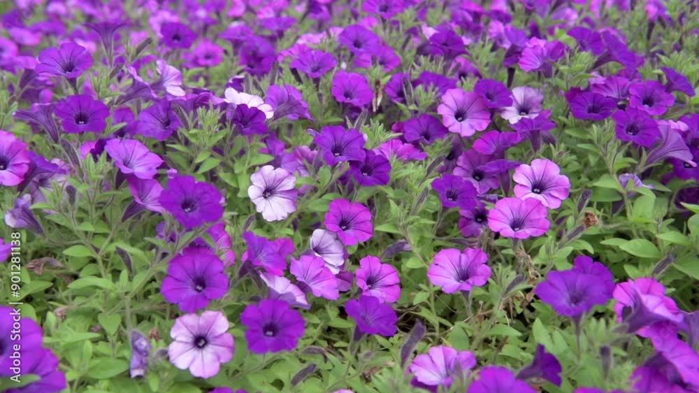 Petunia Plant Flower is Blooming in the garden Petunia Plant Flower is Blooming in the garden