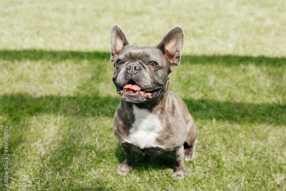 French bulldog sitting on grass in back yard French bulldog sitting on grass in back yard