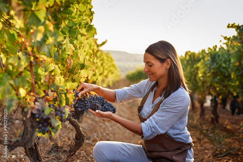 A female winemaker picks grapes in a vineyard to make wine photo