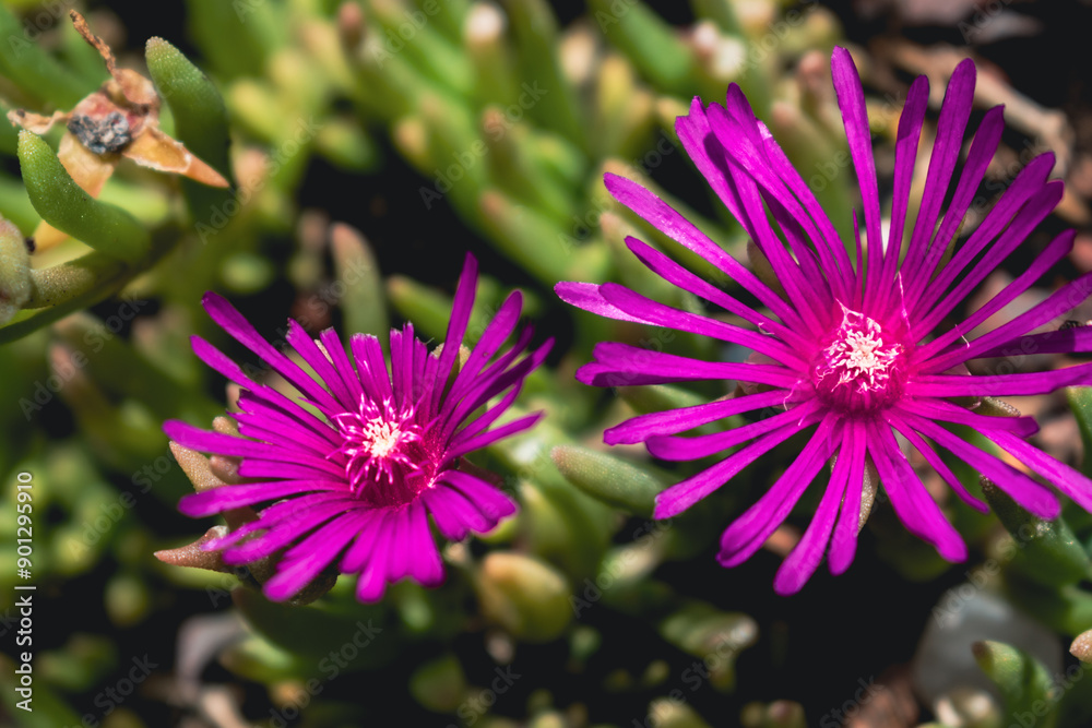 Fototapeta premium Delosperma cooperi, perennial purslane, rockery succulent