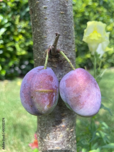 Zwei Plauen am Baum im Garten photo