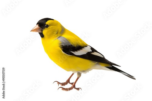 Elegant goldfinch isolated on transparent background for ornithology and nature-themed design projects photo