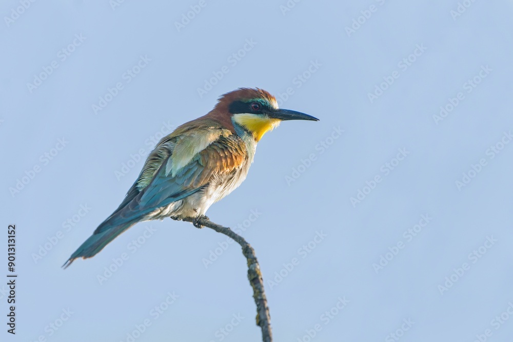 The bee-eater sits on a branch, a blue sky is in the background. Merops apiaster The bee-eater sits on a branch, a blue sky is in the background. Merops apiaster