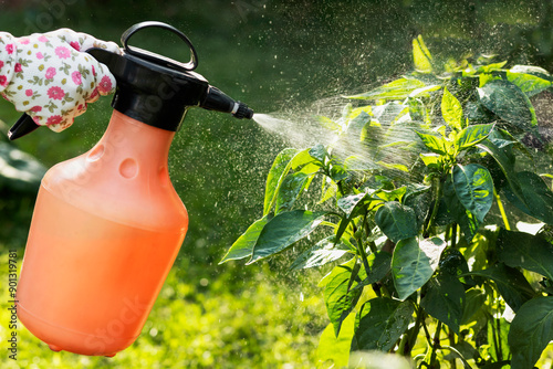 Spraying Pesticides of Vegetable Pepper Plant in Garden. Growing and Care Vegetable Garden. Pest Control. Close up.