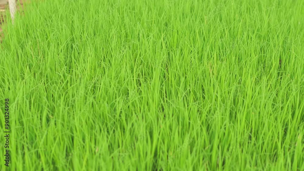 4k video Slow motion of rice seedlings prepared for planting in the rice field swaying in the wind. The fallen rice swaying in the wind allows the rice plants to grow perfectly. 4k video Slow motion of rice seedlings prepared for planting in the rice field swaying in the wind. The fallen rice swaying in the wind allows the rice plants to grow perfectly.