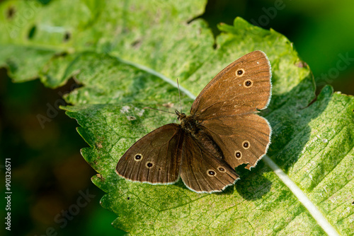 Brauner Waldvogel (Aphantopus hyperantus) photo
