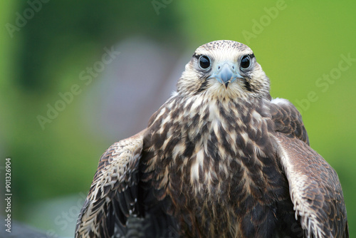 Sakerfalke, Falke Closeup, Greifvogel Blick in die Kamera photo