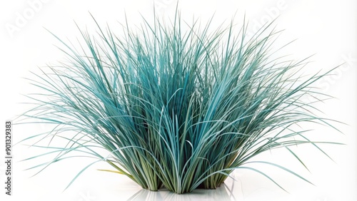 Delicate blue fescue grass with slender stems and delicate blades isolated on a pure white background, showcasing its unique texture and mesmerizing color. photo