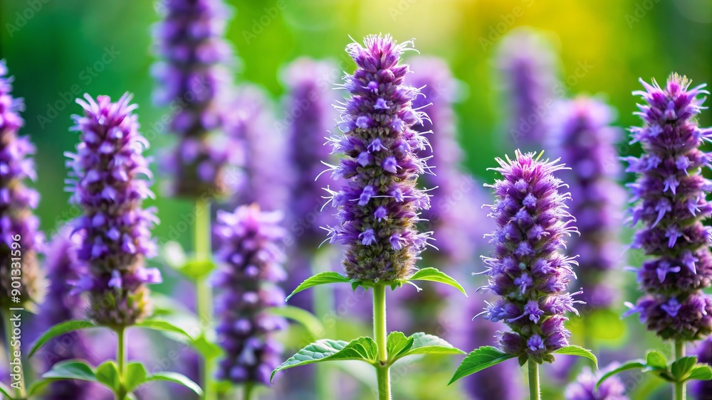 Vibrant purple anise hyssop flowers form a delicate mound, showcasing intricate petals and tiny black seeds, set against a soft, blurred green background. Vibrant purple anise hyssop flowers form a delicate mound, showcasing intricate petals and tiny black seeds, set against a soft, blurred green background.