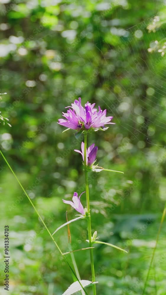 The purple forest flower is shrouded in cobwebs. Wildlife. A wild flower in the forest. A natural scene. Vertical video, shorts.