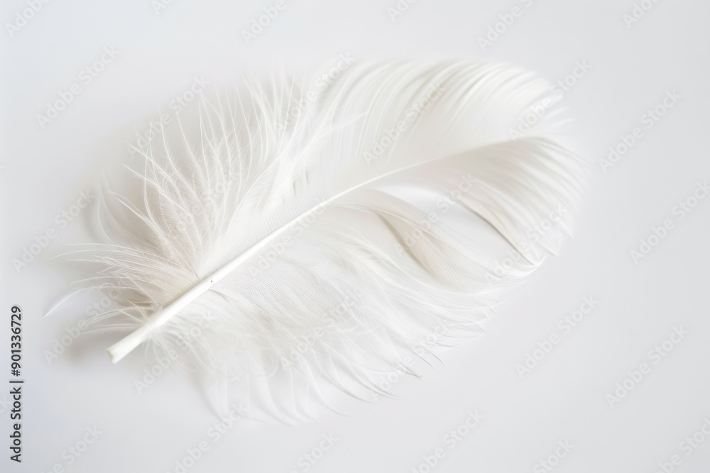 Feather White Background. Close-Up of Soft Duck Feather for Wallpaper Decoration Feather White Background. Close-Up of Soft Duck Feather for Wallpaper Decoration