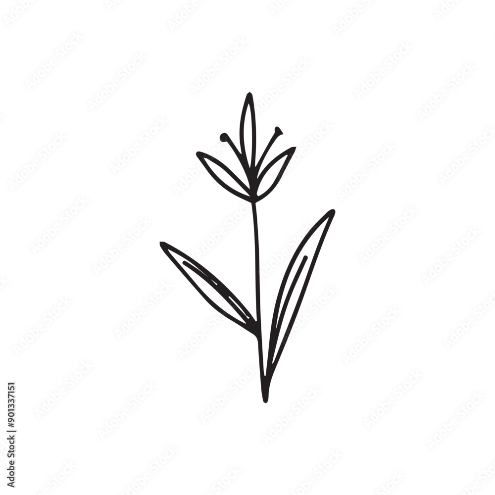 hand drawing black line floral isolated on white background. botanical floral hand drawing black line floral isolated on white background. botanical floral