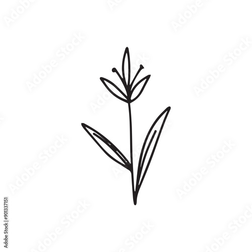 hand drawing black line floral isolated on white background. botanical floral © Griyolabs