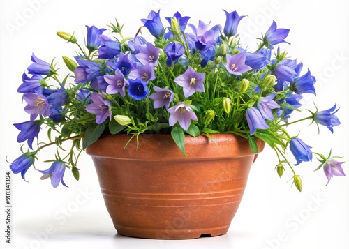 Vibrant Canterbury Bells in a rustic terracotta pot, with delicate blue bells and green stems, isolated on a transparent background, exuding whimsical charm and serenity. © Sirinporn