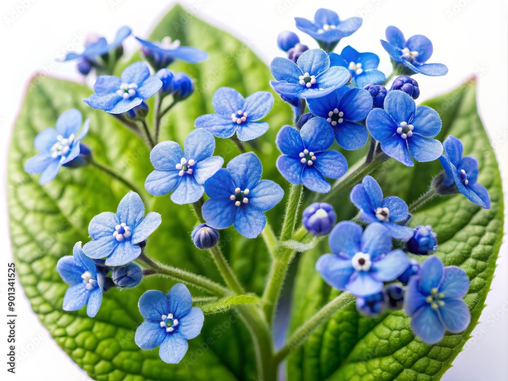 Delicate, intricately veined Brunnera flowers with powdery blue petals and golden anthers bloom in precise detail against a crisp, clean white background. Delicate, intricately veined Brunnera flowers with powdery blue petals and golden anthers bloom in precise detail against a crisp, clean white background.