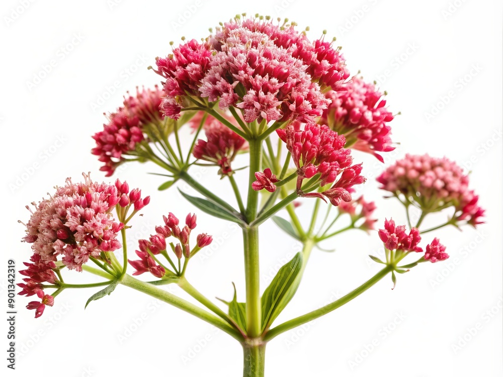 Delicate pinkish-red petals of Valeriana officinalis, commonly known as Red Valerian, isolated on a transparent background, showcasing its intricate details and natural beauty. Delicate pinkish-red petals of Valeriana officinalis, commonly known as Red Valerian, isolated on a transparent background, showcasing its intricate details and natural beauty.