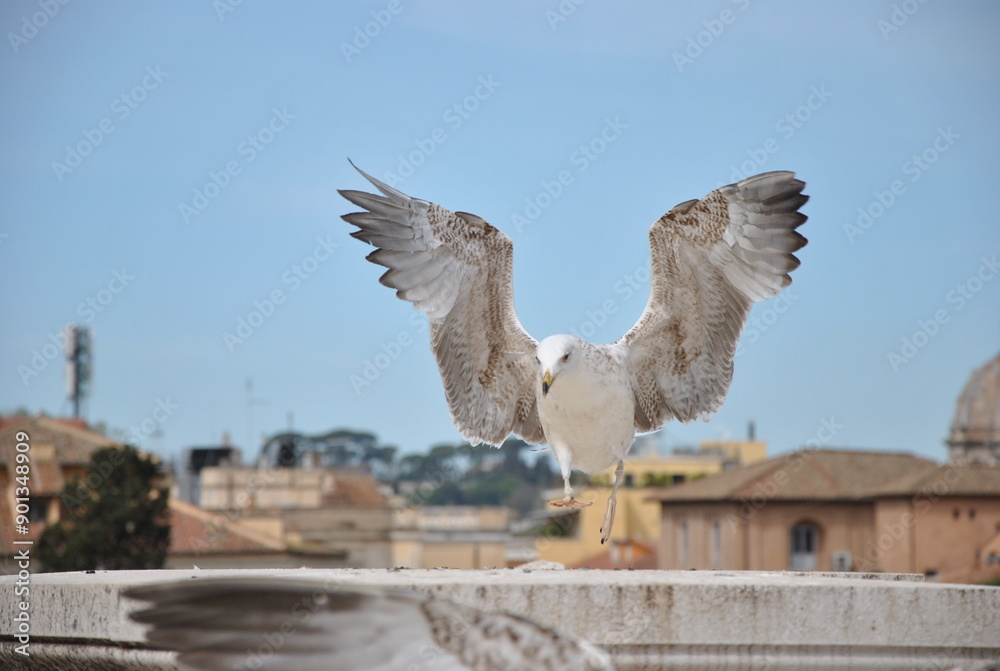 Obraz premium seagull white in italy