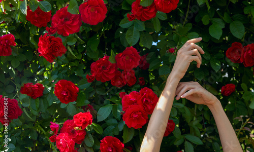 Mature woman's hands in front of red roses plant photo