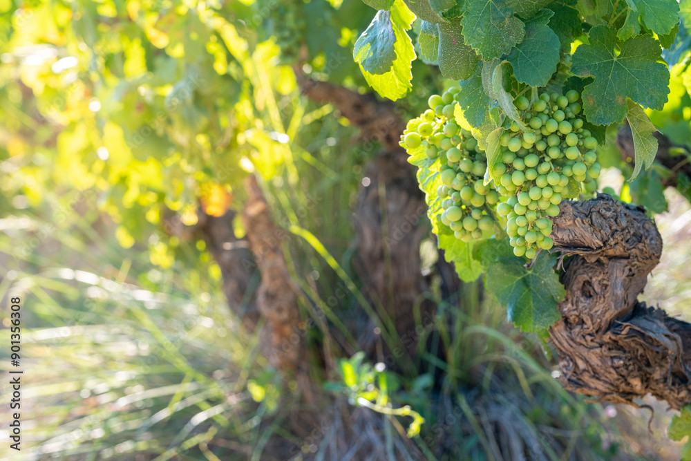 This close-up captures clusters of green grapes hanging on the vine, bathed in bright sunlight, epitomizing the potential of a future bountiful harvest in a vineyard in Penedes wine region Spain This close-up captures clusters of green grapes hanging on the vine, bathed in bright sunlight, epitomizing the potential of a future bountiful harvest in a vineyard in Penedes wine region Spain