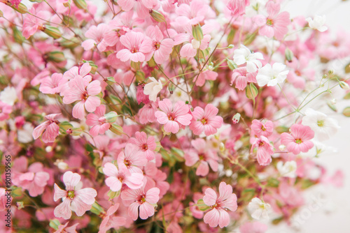 Bouquet of little cute pink vaccaria hispanica flowers - beautiful card with blossom, abstract nature background photo