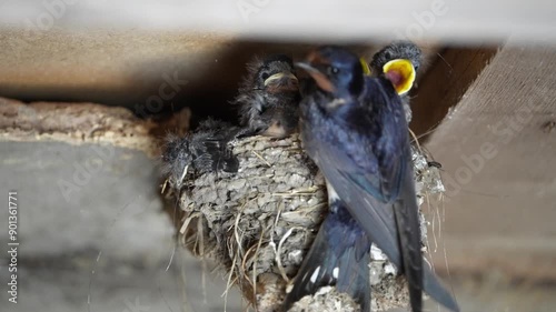 Rauchschwalben Jungtier Nestlinge fütterung im Nest
