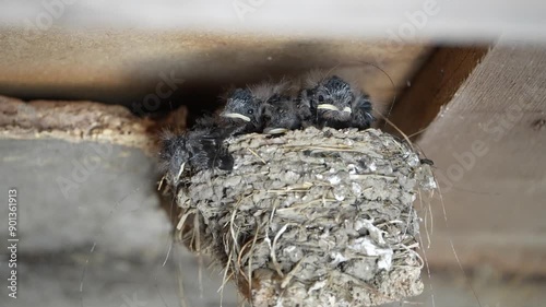 Rauchschwalben Jungtier Nestlinge fütterung im Nest photo