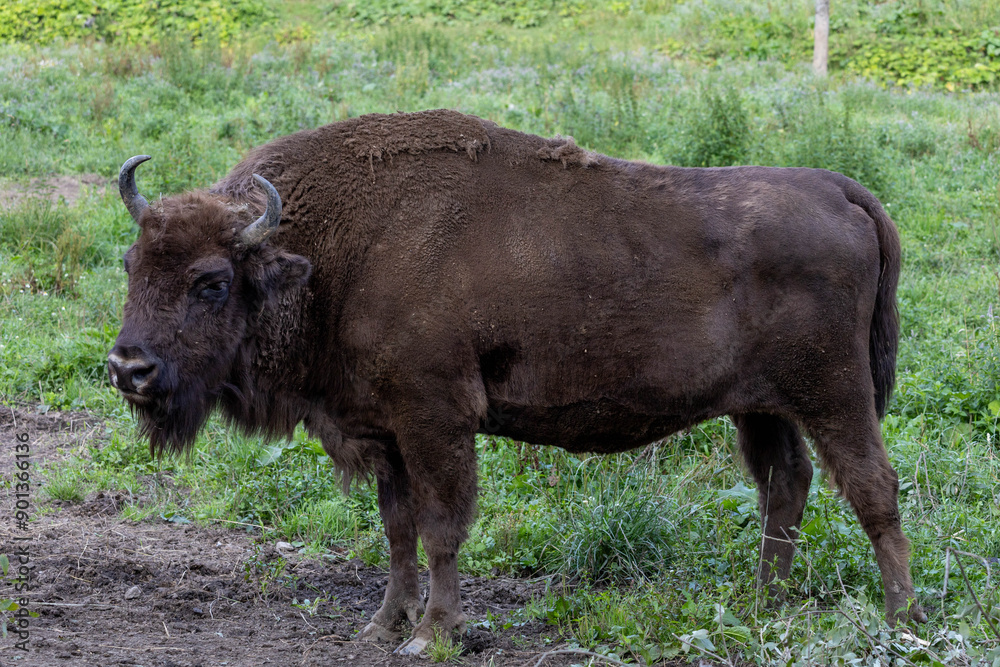 European bison, wisent, standing in a grassy and partially muddy area, large, muscular build covered in thick, dark brown fur. King of wild european forest. Żubr European bison, wisent, standing in a grassy and partially muddy area, large, muscular build covered in thick, dark brown fur. King of wild european forest. Żubr