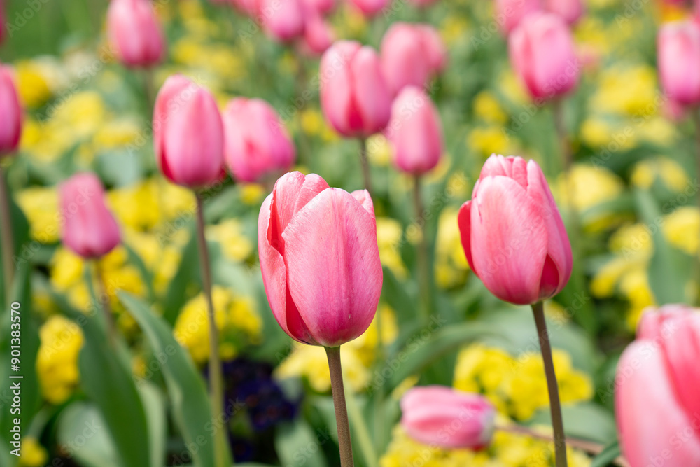 Close up of red or pink tulip field flower in spring at the garden Close up of red or pink tulip field flower in spring at the garden